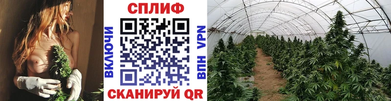 Конопля Ganja  Шагонар 
